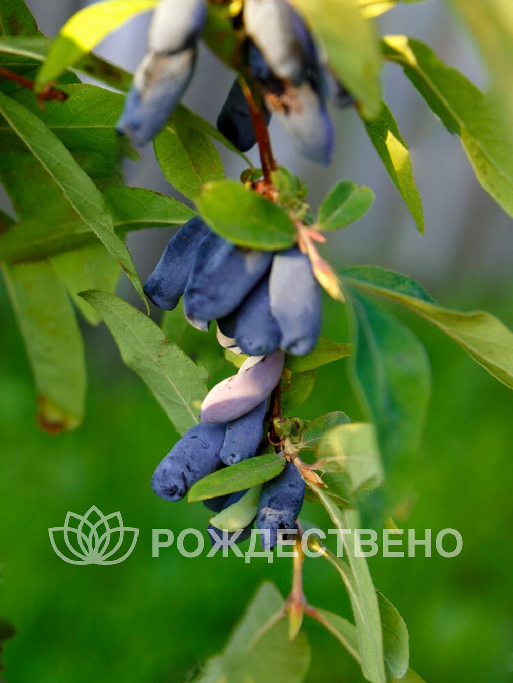 Жимолость Нимфа