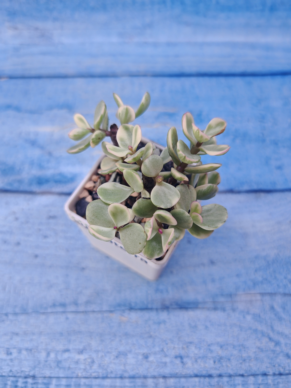 Portulacaria Afra Variegata (Портулакария)