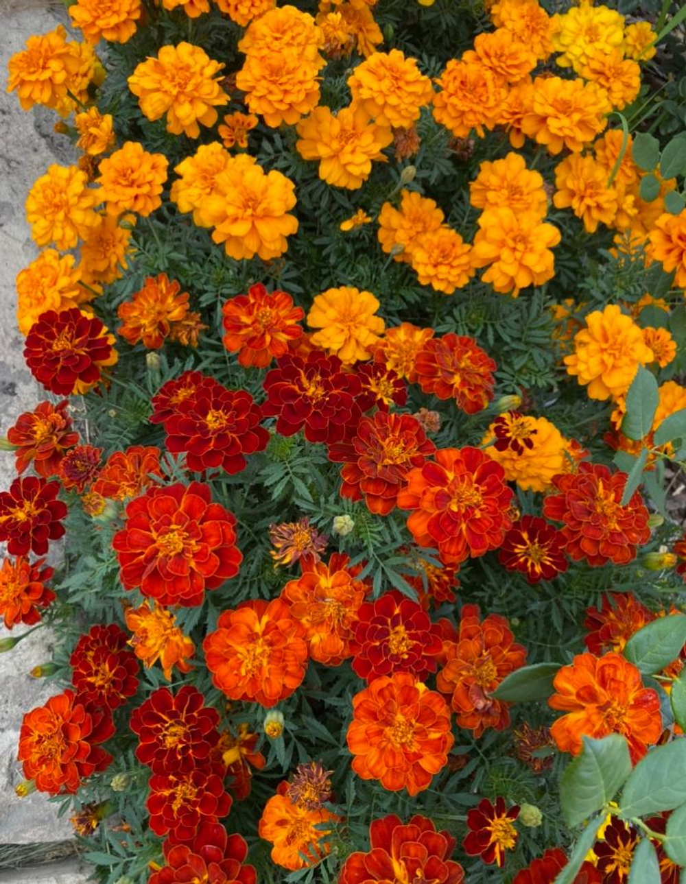 Бархатцы сортовые, большой пакет семян