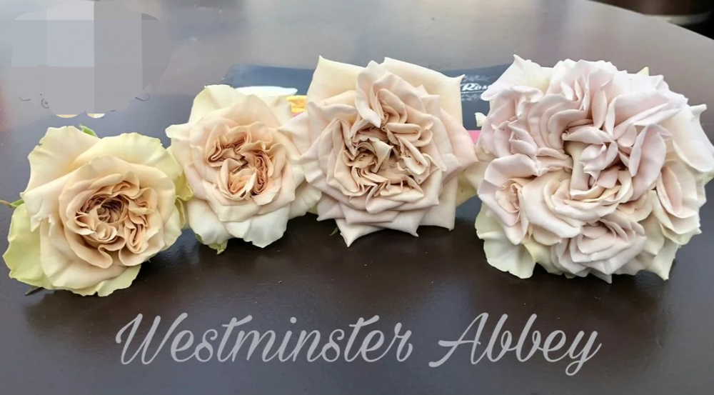 Westminster Abbey