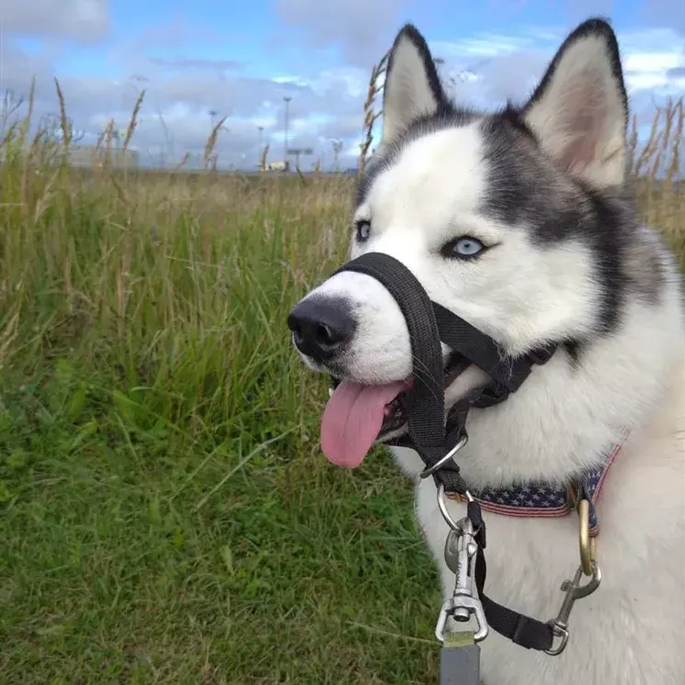 Недоуздок для собаки (халти) серия Brutal