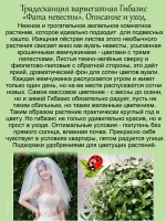 Традесканция Гибазис вариегатная Фата невесты