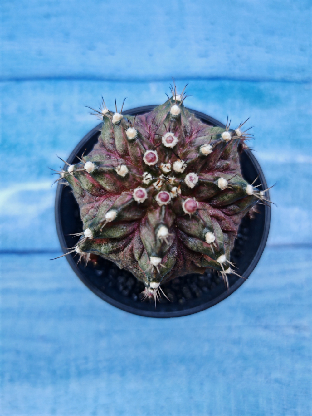 Gymnocalycium T-Rex Pink hybride (Гимнокалициум T-rex)