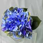 Гортензия голубая премиум