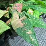 Сингониум PINK FLECKED