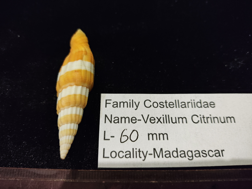 Вексиллюм Цитринум