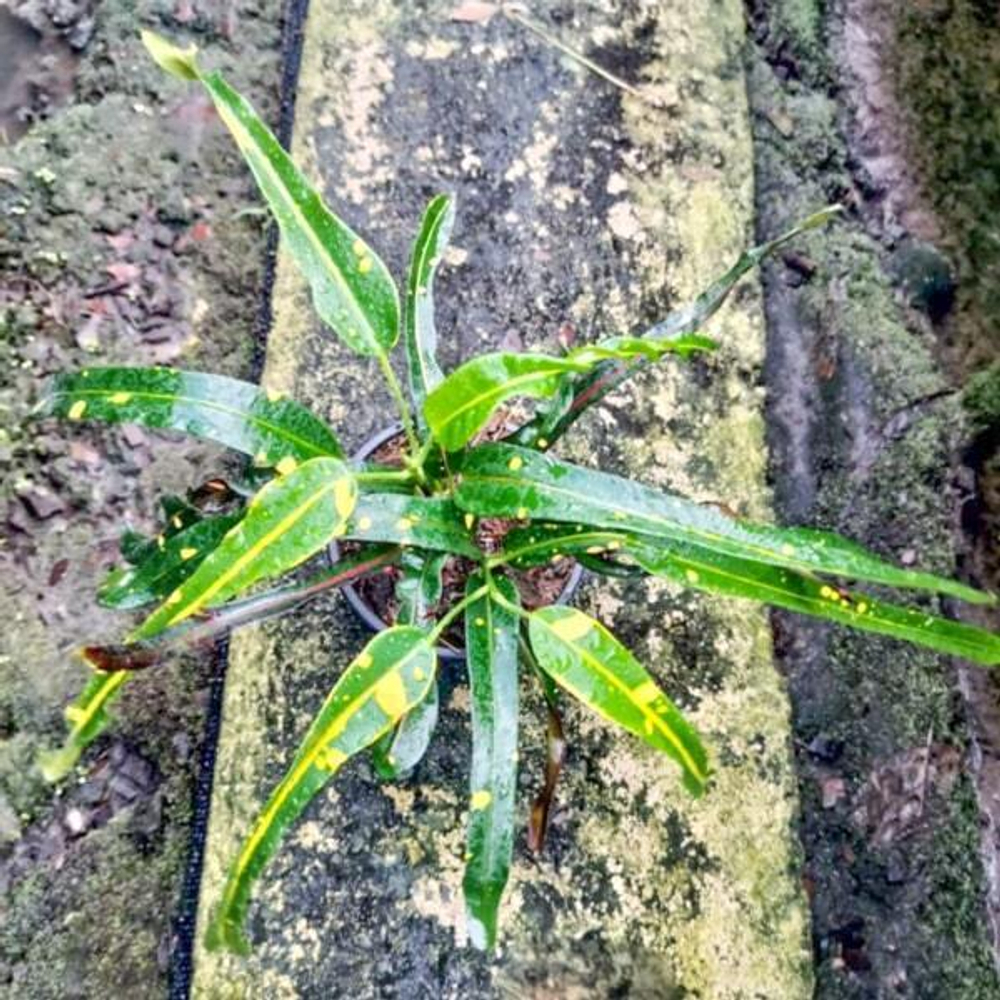 Кротон ATSAKAN