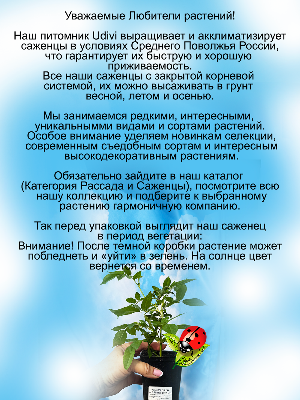 Роза Розе Мари Виаду плетистая