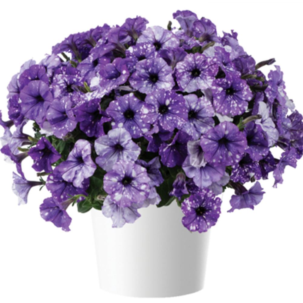 Петуния SPLASH DANCE MOON WALK