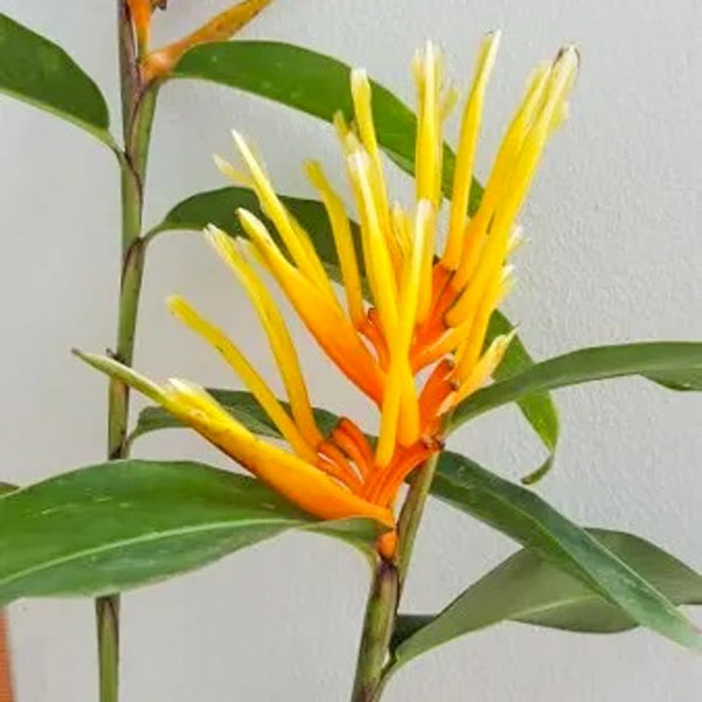 Геликония LONGIFOLIA