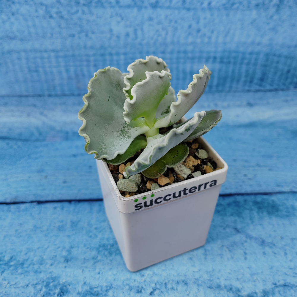 Cotyledon Undulata (Котиледон)