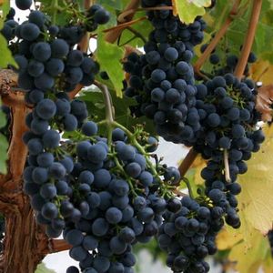 Неббиоло (Nebbiolo) - черный сорт винограда