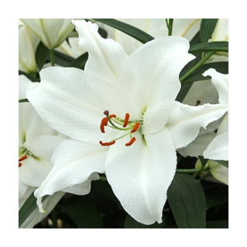 Лилия Биг Ньюс