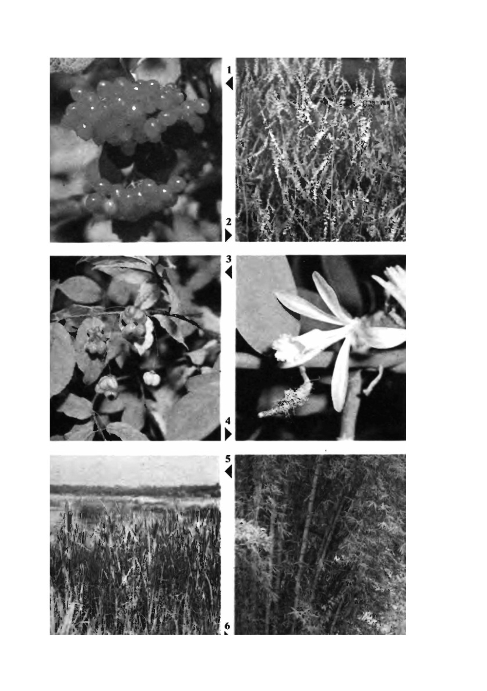 Ботаника. Учебник для 5-6 классов средней школы | Корчагина Вера Александровна