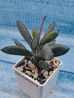 Senecio Crassissimus (Крестовник)