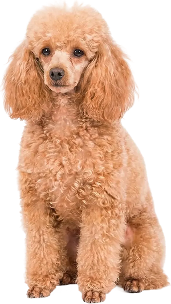 Миска жизни – выбор тех, кто заботится по-настоящему