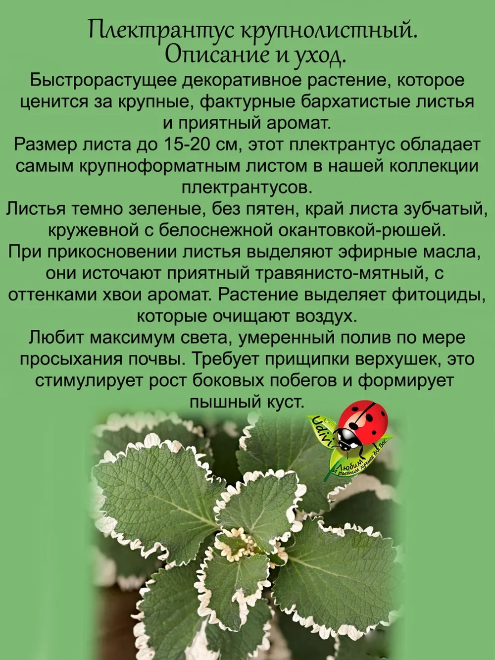 Плектрантус Крупнолистный ароматный