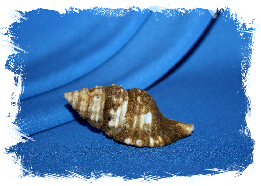 Циматиум корругатум