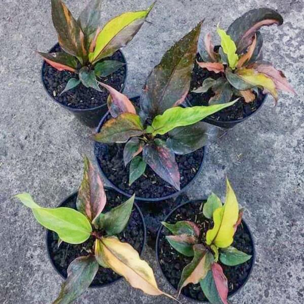 Антуриум HOOKERI PINK (I9)