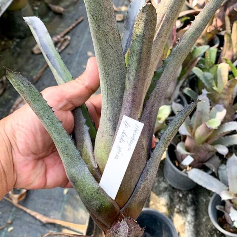 Хохенбергия LEOPOLDO HORSTII DOUBLE SPINES