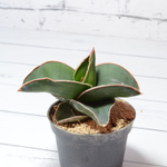 Sansevieria Samurai (Сансевиерия Самурай)