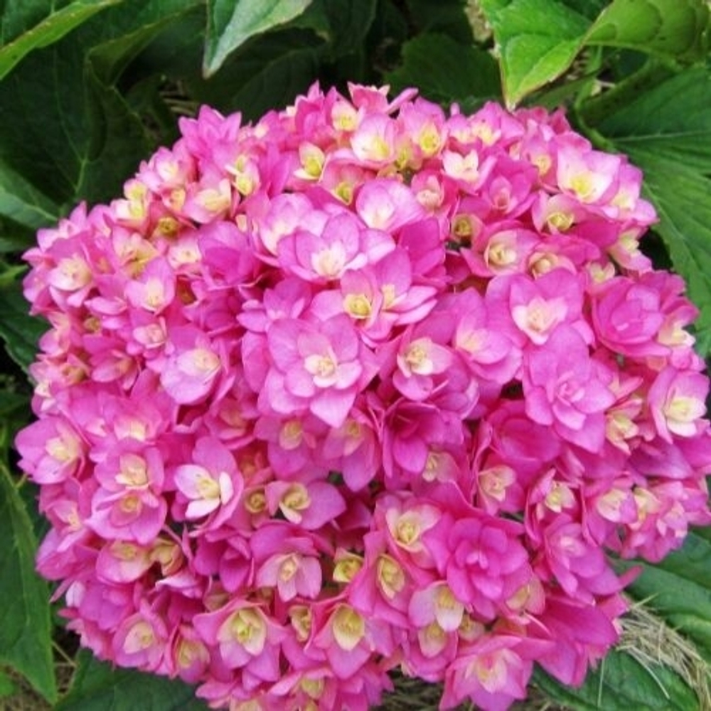 Ю энд ми Тугезе (Крупнолистная гортензия)