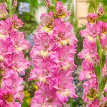 Гладиолус Москва