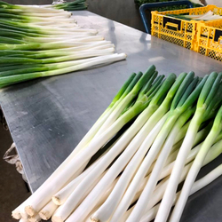 Зеленый Японский Лук Фукая - 深谷ねぎ