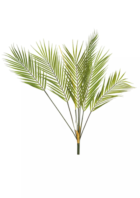 Куст Пальмы Арека 75см (6 веточек)