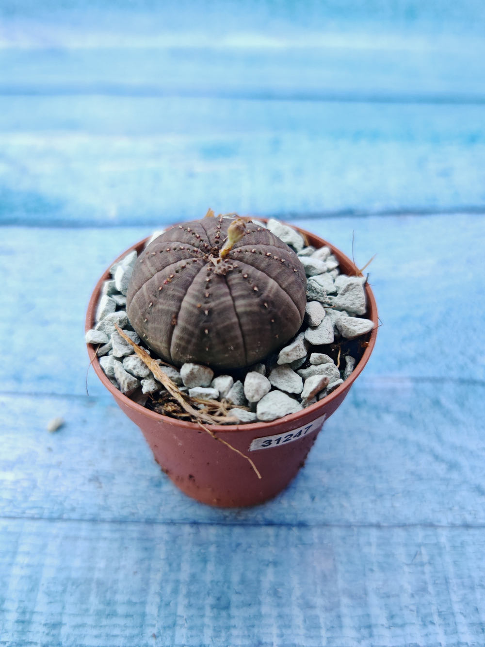 Суккулент Euphorbia Obesa (Эуфорбия)