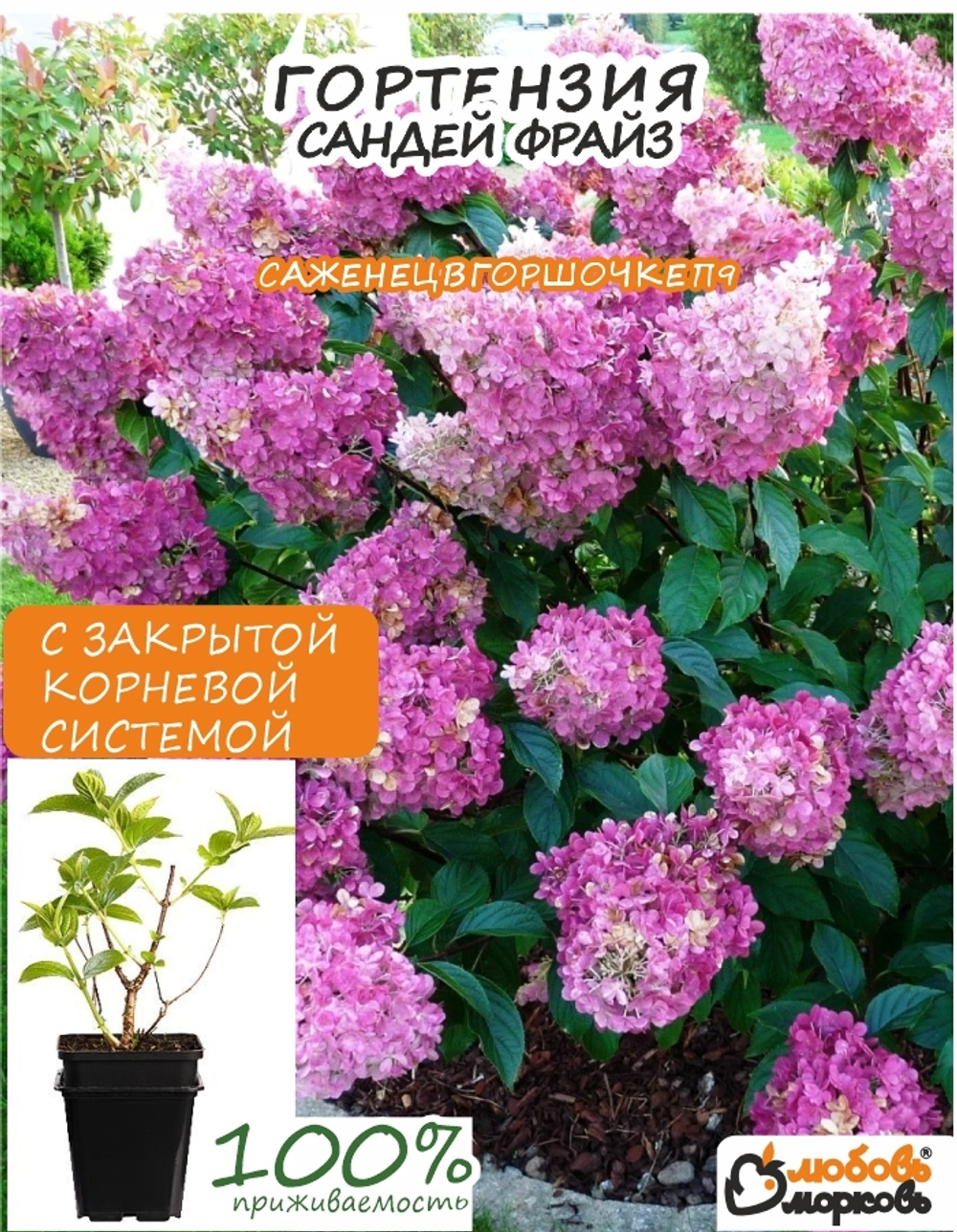 Саженец, Гортензия, Сандей Фрайз