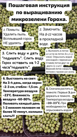 Семена горох зеленый Мадрас, микрозелень 5кг. Горох для проращивания