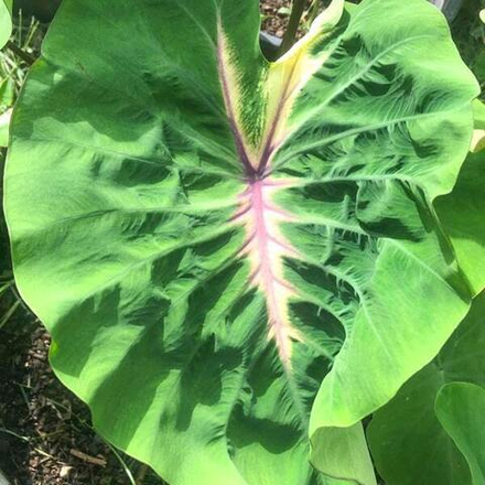 Колоказия FORGET ME NOT