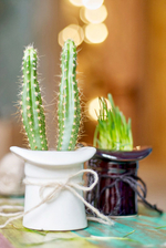 Набор для выращивания eco шляпа