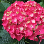 Forever & Ever Red/Фореве Энд Эвер Ред (Стандарт поставки Р9)2025г.