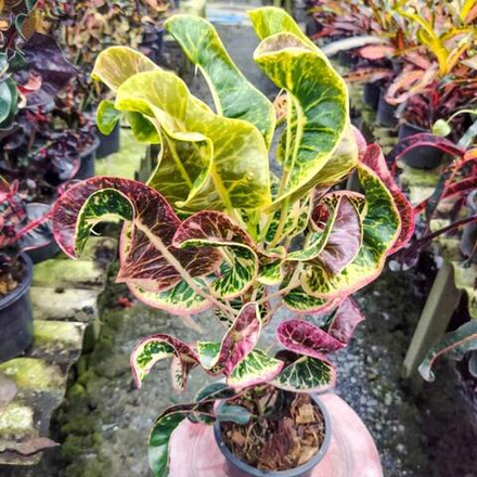 Кротон CHALONG CHAI