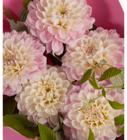 Георгин Sweet Love (корень) Закупка М55 апрель 2026