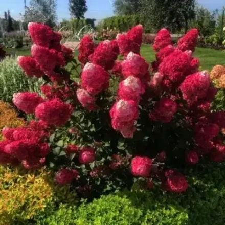 Гортензия метельчатая Самарская Лидия С5 40-60