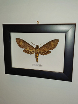 Бражник Manduca sexta в рамке