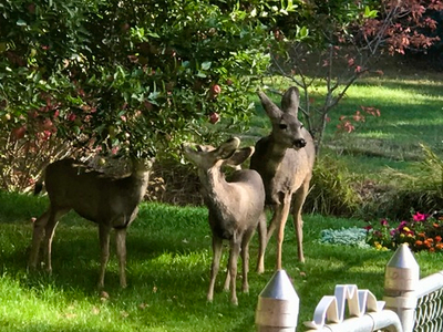 Институт Физического Мастерства - Вебинар 7