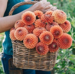 Георгин Cornel (корень) Закупка М55 апрель 2026