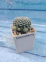 Rebutia Lineacea (Ребуция)