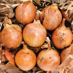 ПРЕЛЕСКО F1 семена лука репчатого (Hazera | Хазера)