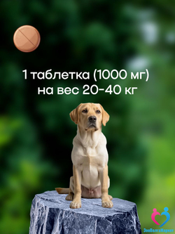 Рабектра 500 мг жевательная таблетка против блох и клещей для собак весом 10-20 кг, 1 таблетка