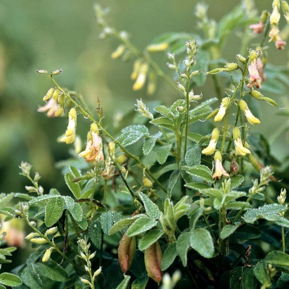 Астрагал перепончатый (корень) 500 г