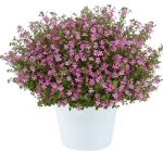 Джеймбриттения Stardom pink