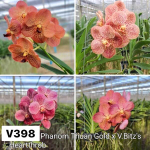 Ванда V PHANOM THUAN GOLD X V BITZS HEARTTHROB #398