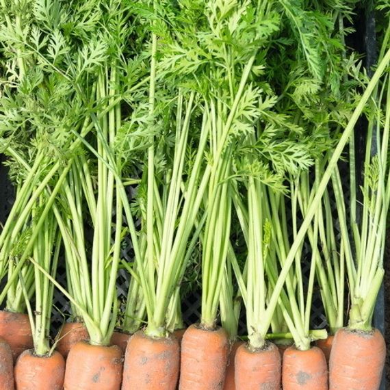 КАНАДА F1 семена моркови Bejo описание