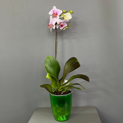 Орхидея Фаленопсис
