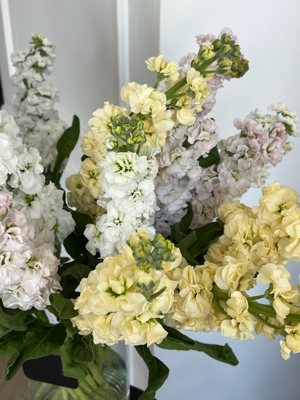 Маттиола лимонная